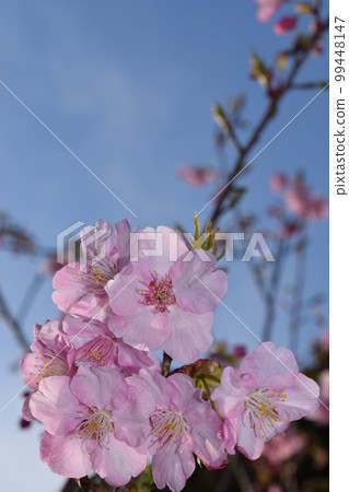 Kawazu cherry tree Kawazu cherry tree 99448147