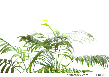 Green leaves of a tropical plant on a white background. Green leaves of a tropical plant on a white background. 99448382