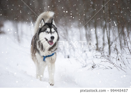 Husky dog in the winter forest for a walk. 99448487