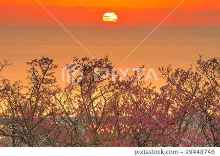 Nago City, Okinawa Prefecture The earliest blooming Ryukyu kanhi cherry blossoms in Japan at the Nago Castle Park Sakura Garden and the sun setting over Nago Bay in the evening glow 99448746