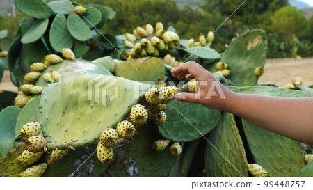 A woman's hand touches the prickly fruit of the prickly pear cactus, also known as Opuntia ficus indica. The plant is often cultivated for its edible fruit. 99448757