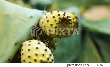 Close-up of the prickly pear cactus, also known as Opuntia ficus indica. A much cultivated plant for its edible fruit. 99448758