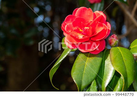 華麗的山茶花～濱名湖花園公園 99448770