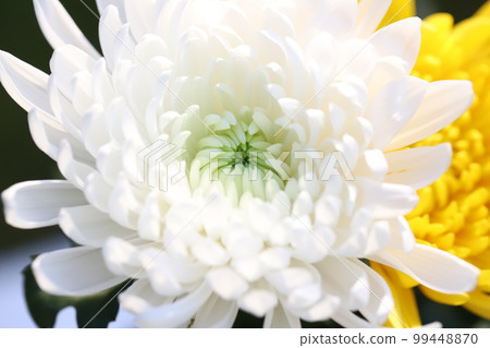 Large white chrysanthemum flowers displayed indoors in winter in Japan 99448870