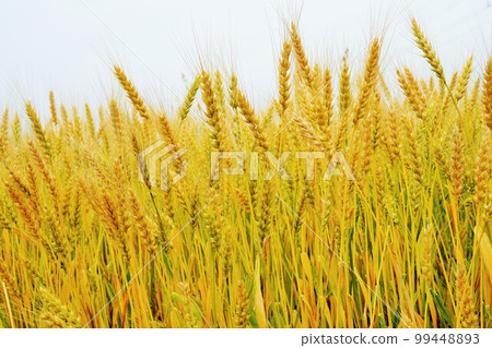 耳朵的顏色從綠色變成金黃色的麥田 99448893