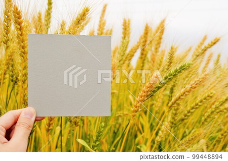 以金色麥穗為背景的帶有初夏圖像的留言卡模型 99448894