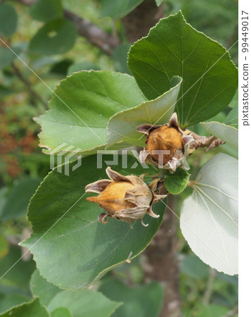 Hamabo fruit Scientific name: Hibiscus hamabo 99449017