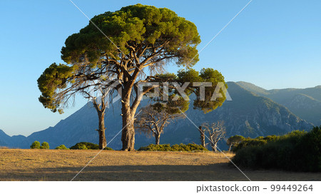 On the sandy savannah there are small green pine trees and a few dry pine trees. In the background, the mountain in the rays of the setting sun. The coast of Cirali. 99449264