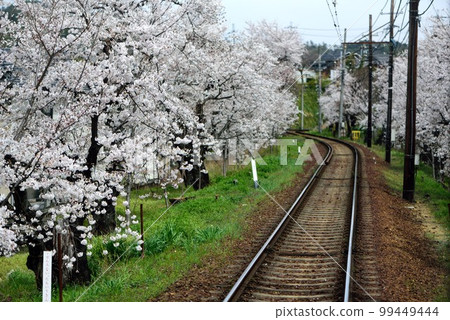 京都嵐電動櫻桃隧道 京都嵐電動櫻桃隧道 99449444