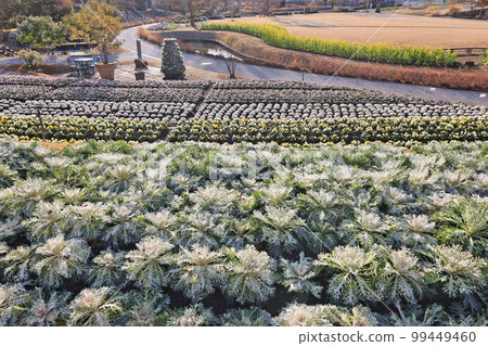 Yamaguchi Flower Land 99449460