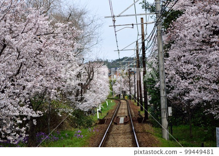 京都嵐電動櫻桃隧道 京都嵐電動櫻桃隧道 99449481