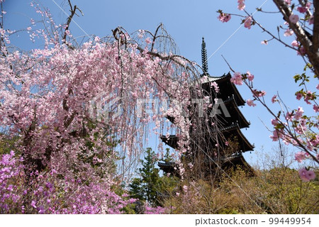 Kyoto Spring Omuro Ninnaji Temple Five-storied Pagoda and Weeping Cherry Blossoms 99449954