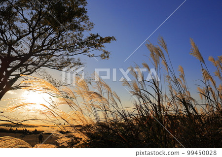 秋天蒲葦索尼高原晚上 99450028