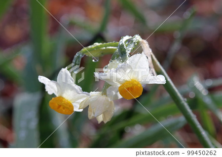 Daffodils after the rain, early spring (Makino Park, Sagawa Town, Kochi Prefecture) Daffodils after the rain, early spring (Makino Park, Sagawa Town, Kochi Prefecture) 99450262