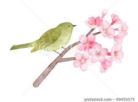 Cherry blossoms and uguisu hand-painted watercolor style illustration Cherry blossoms and uguisu hand-painted watercolor style illustration 99450575
