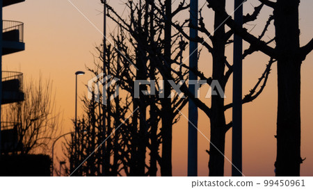 row of trees at sunset Stock Photo 99450961 PIXTA