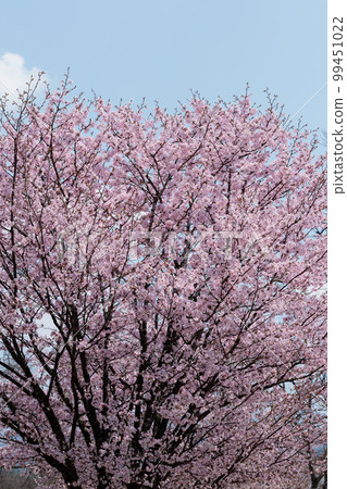 Cherry blossoms (sky background) Cherry blossoms (sky background) 99451022