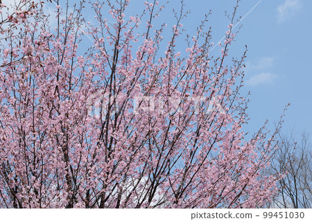Cherry blossoms (sky background) 99451030