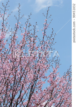 櫻花(天空背景) 櫻花(天空背景) 99451032