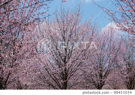 櫻花(天空背景) 櫻花(天空背景) 99451034