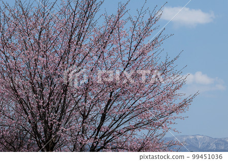 櫻花(天空背景) 櫻花(天空背景) 99451036