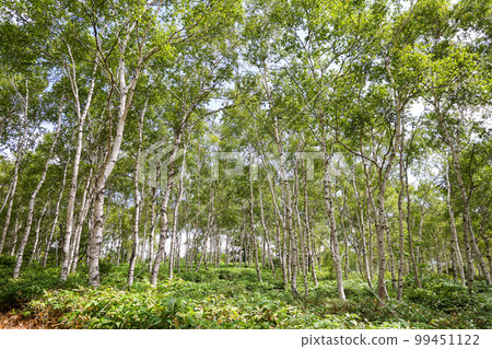 長野縣作鳳町夏日白樺群落 99451122