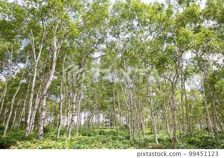 長野縣作鳳町夏日白樺群落 99451123