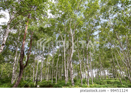 長野縣作鳳町夏日白樺群落 99451124