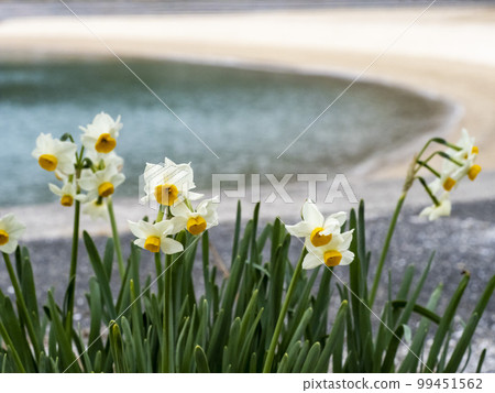 Many blooming daffodils Many blooming daffodils 99451562