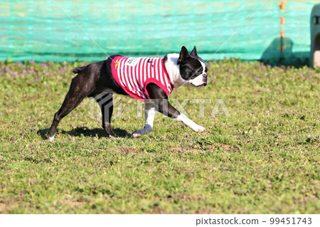 Mighty, a cute Boston terrier wearing a striped shirt happily walking through the spring dog run 99451743