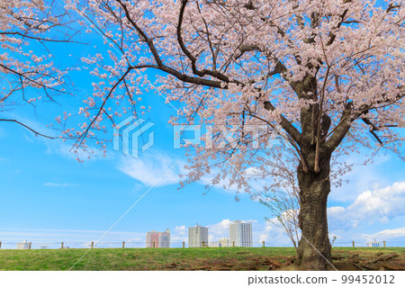 Buildings in the distance and a single cherry tree Buildings in the distance and a single cherry tree 99452012