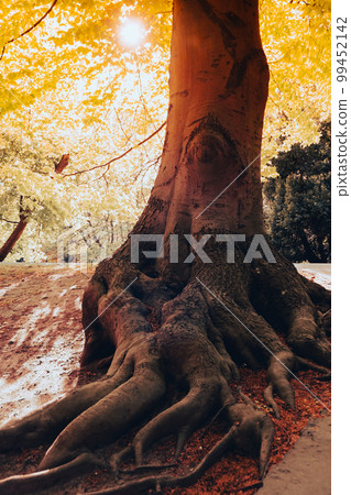 Tree root in the forest. Hollow old tree. Dead hollow oak tree. Devastated object continues to live. Sunny spring day large hollow in the tree trunk. Old damaged tree Tree root in the forest. Hollow old tree. Dead hollow oak tree. Devastated object continues to live. Sunny spring day large hollow in the tree trunk. Old damaged tree 99452142