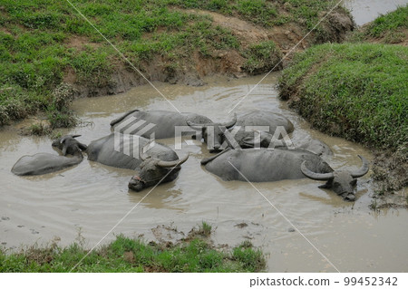 水牛 水牛 99452342