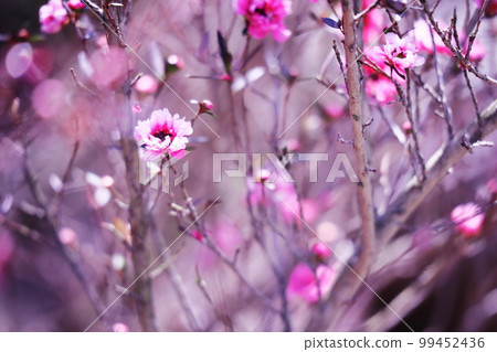 盛開的矢車菊的花的美麗的粉紅色的花 99452436
