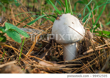 Single wild mushroom Agaricus in the forest in clearing between pine needles closeup 99452505
