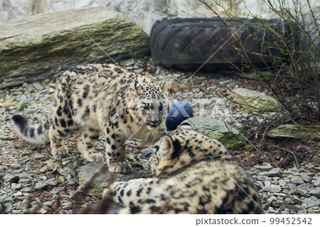 Two Snow Leopards resting in nature background. Panthera uncia potrait Two Snow Leopards resting in nature background. Panthera uncia potrait 99452542