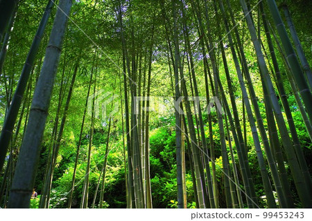 Looking up at the bamboo forest where the sun shines through the trees 5 99453243