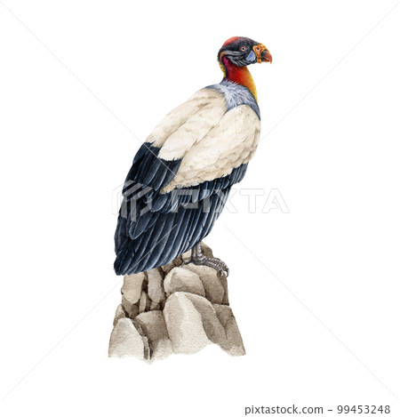 King vulture on the rocks illustration. Bird of prey watercolor image. Hand drawn realistic detailed Sarcoramphus papa exotic tropical South America native predator bird. King vulture illustration 99453248
