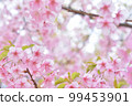 櫻花 99453901