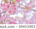 櫻花 99453903