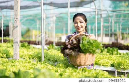 Farmer young woman hold basket of vegetable in farm picking vegetables in a hydroponic vegetable garden Farmer young woman hold basket of vegetable in farm picking vegetables in a hydroponic vegetable garden 99453931