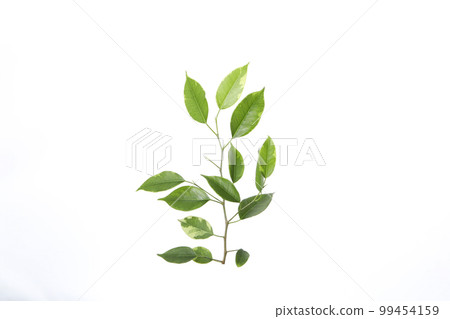 Concept of nature, leaves, isolated on white background Concept of nature, leaves, isolated on white background 99454159