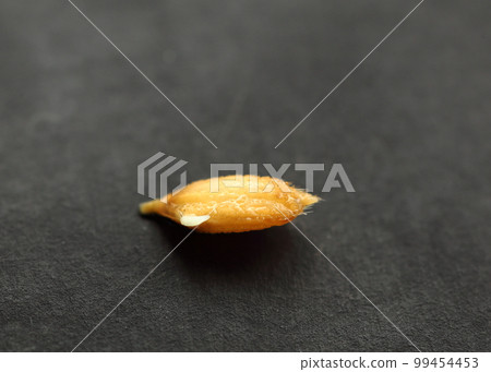 Germination and growth of seed fir 99454453