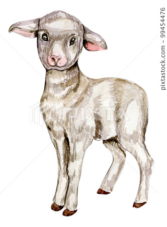 Watercolor hand drawn goatling . Watercolor illustration of farm animal. Hand drawn with watercolour on a white background. Perfect for wedding invitation, greetings card, posters. 99454476