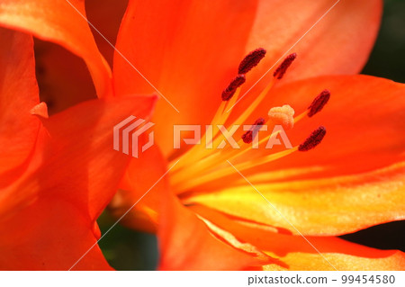 虎百合 2 99454580