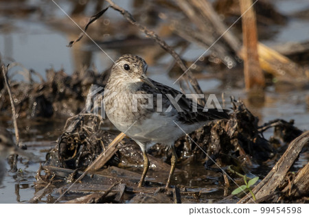 Long-toed Stint looking for food in the water. Long-toed Stint looking for food in the water. 99454598