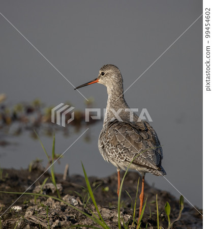 common redshank looking for food in the water. common redshank looking for food in the water. 99454602
