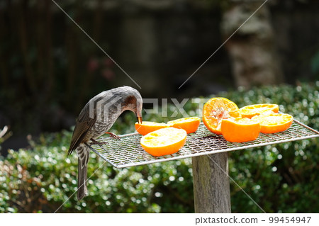 A brown-eared bulbul that has come to the garden eats a mandarin orange while watching its surroundings with sharp eyes 99454947