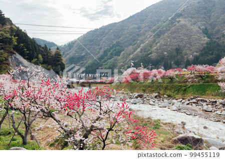 阿智村、長野月川溫泉、花桃之鄉的絕景 99455119