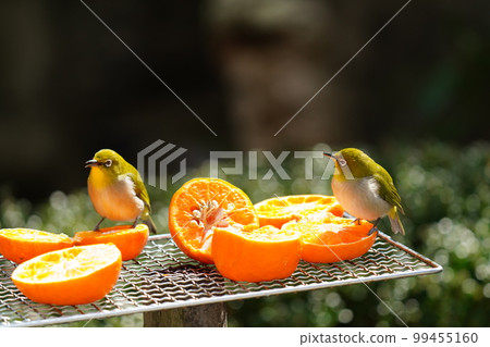 可愛的小綠鳥白眼居然有嚇人的眼睛 99455160